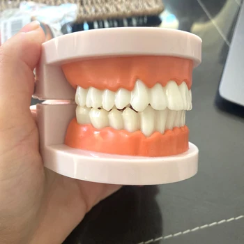 Профессиональный Белый Стандартный Стоматологический Обучающий Инструмент для демонстрации зубов Typodont
