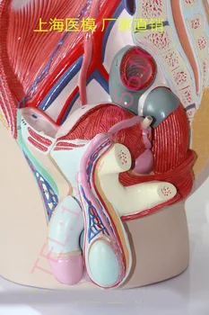 Анатомическая модель наружных половых органов мужчины Модель сагиттальной плоскости таза Модель сечения мочевого пузыря